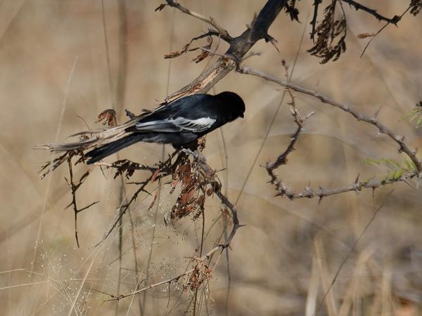 Southern black tit (Melaniparus niger)